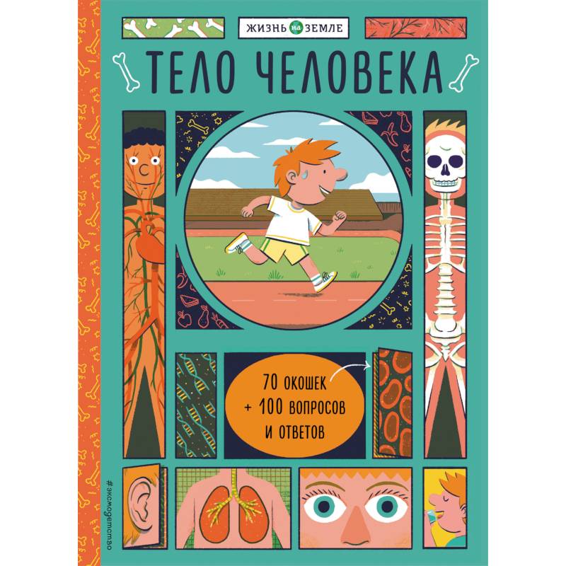 Тело человека (с окошками)